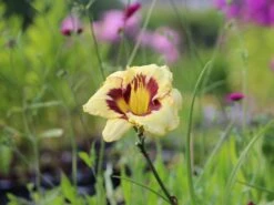 Taglilie 'El Desperado' -Günstiges Garten Zart Geschäft taglilie el desperado m058821 w 0