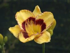 Taglilie 'El Desperado' -Günstiges Garten Zart Geschäft taglilie el desperado m058821 w 2