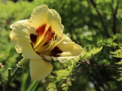 Taglilie 'El Desperado' -Günstiges Garten Zart Geschäft taglilie el desperado m058821 w 4