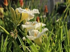 Taglilie 'Gentle Shepherd' -Günstiges Garten Zart Geschäft taglilie gentle shepherd m044807 w 1