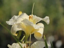 Taglilie 'Gentle Shepherd' -Günstiges Garten Zart Geschäft taglilie gentle shepherd m044807 w 3