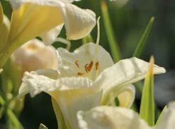 Taglilie 'Gentle Shepherd' -Günstiges Garten Zart Geschäft taglilie gentle shepherd m044807 w 5