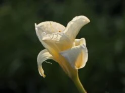 Taglilie 'Gentle Shepherd' -Günstiges Garten Zart Geschäft taglilie gentle shepherd m044807 w 6