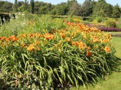 Taglilie 'Tuscawilla Tigress' 14 Taglilie 'Tuscawilla Tigress' -Günstiges Garten Zart Geschäft taglilie tuscawilla tigress m058894 w 0