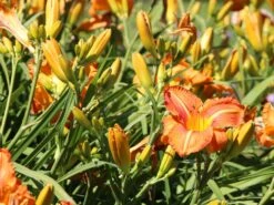 Taglilie 'Tuscawilla Tigress' 18 Taglilie 'Tuscawilla Tigress' -Günstiges Garten Zart Geschäft taglilie tuscawilla tigress m058894 w 1