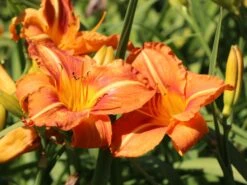 Taglilie 'Tuscawilla Tigress' 19 Taglilie 'Tuscawilla Tigress' -Günstiges Garten Zart Geschäft taglilie tuscawilla tigress m058894 w 2