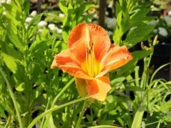 Taglilie 'Tuscawilla Tigress' 20 Taglilie 'Tuscawilla Tigress' -Günstiges Garten Zart Geschäft taglilie tuscawilla tigress m058894 w 3