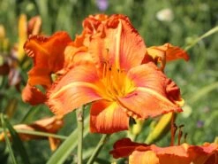 Taglilie 'Tuscawilla Tigress' 21 Taglilie 'Tuscawilla Tigress' -Günstiges Garten Zart Geschäft taglilie tuscawilla tigress m058894 w 4