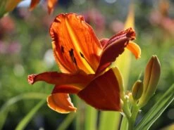 Taglilie 'Tuscawilla Tigress' 15 Taglilie 'Tuscawilla Tigress' -Günstiges Garten Zart Geschäft taglilie tuscawilla tigress m058894 w 5