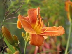 Taglilie 'Tuscawilla Tigress' 17 Taglilie 'Tuscawilla Tigress' -Günstiges Garten Zart Geschäft taglilie tuscawilla tigress m058894 w 6