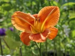 Taglilie 'Tuscawilla Tigress' 16 Taglilie 'Tuscawilla Tigress' -Günstiges Garten Zart Geschäft taglilie tuscawilla tigress m058894 w 7