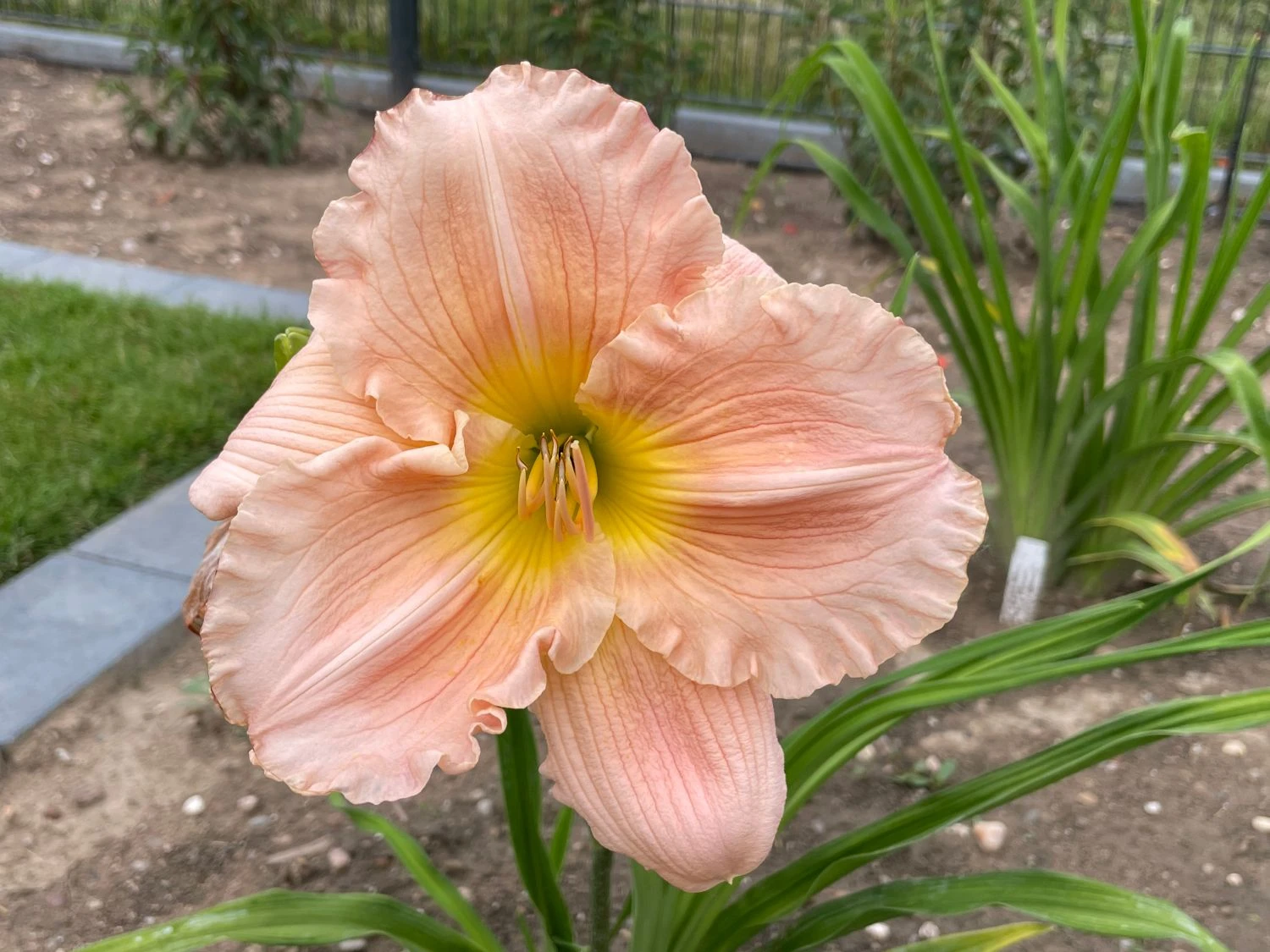 Taglilie 'Winsome Lady' 7 Taglilie 'Winsome Lady' – Bild 5