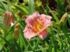 Taglilie 'Winsome Lady'