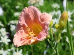 Taglilie 'Winsome Lady' 9 Taglilie 'Winsome Lady' -Günstiges Garten Zart Geschäft taglilie winsome lady m058901 w 0