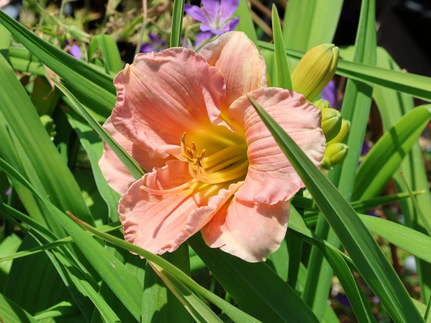 Taglilie 'Winsome Lady' 6 Taglilie 'Winsome Lady' – Bild 4