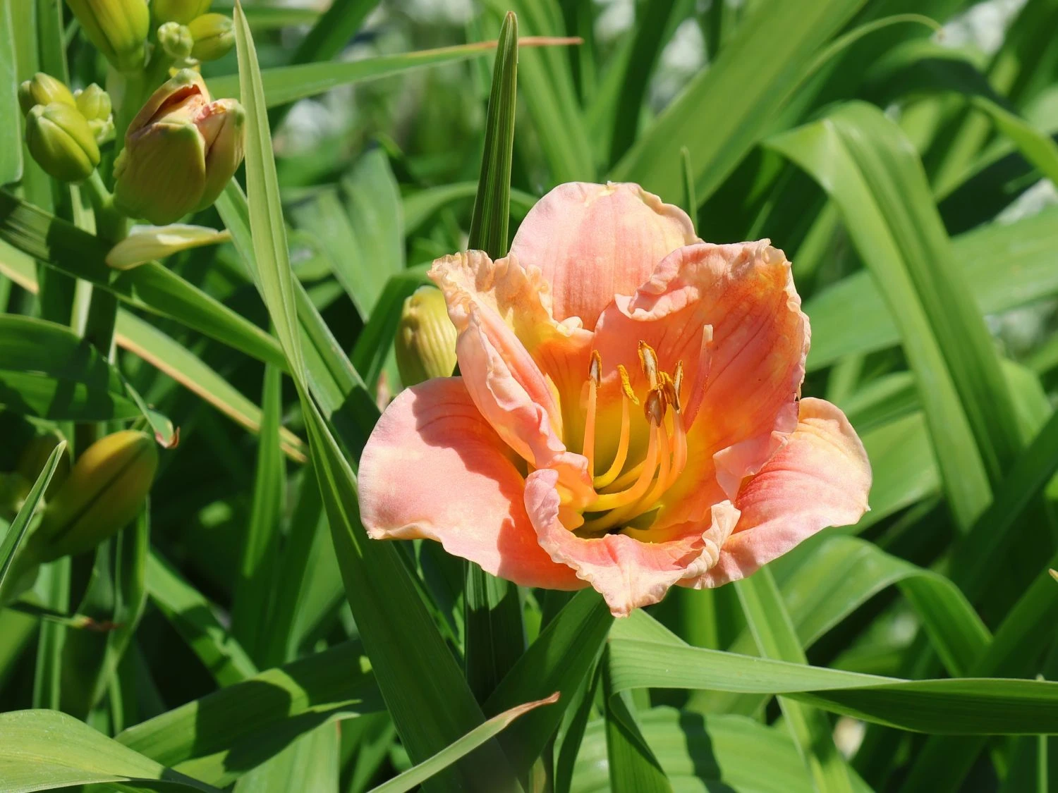 Taglilie 'Winsome Lady' 4 Taglilie 'Winsome Lady' – Bild 2