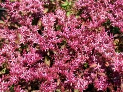 Teppich Fettblatt 'Fuldaglut' -Günstiges Garten Zart Geschäft teppich fettblatt fuldaglut m011189 w 1