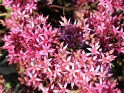 Teppich Fettblatt 'Fuldaglut' -Günstiges Garten Zart Geschäft teppich fettblatt fuldaglut m011189 w 2