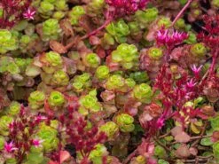 Teppich Fettblatt 'Fuldaglut' -Günstiges Garten Zart Geschäft teppich fettblatt fuldaglut m011189 w 4