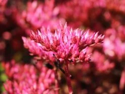 Teppich Fettblatt 'Fuldaglut' -Günstiges Garten Zart Geschäft teppich fettblatt fuldaglut m011189 w 5