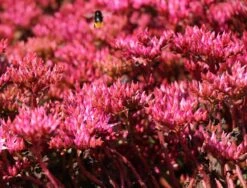 Teppich Fettblatt 'Fuldaglut' -Günstiges Garten Zart Geschäft teppich fettblatt fuldaglut m011189 w 6