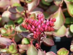 Teppich Fettblatt 'Fuldaglut' -Günstiges Garten Zart Geschäft teppich fettblatt fuldaglut m011189 w 7