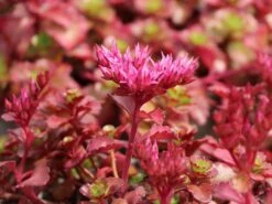 Teppich Fettblatt 'Fuldaglut' -Günstiges Garten Zart Geschäft teppich fettblatt fuldaglut m011189 w 8