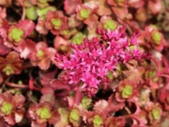 Teppich Fettblatt 'Fuldaglut' -Günstiges Garten Zart Geschäft teppich fettblatt fuldaglut m011189 w 9