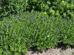 Texas-Blaustern / Amsonie / Röhrenstern 'Blue Ice' -Günstiges Garten Zart Geschäft texas blaustern amsonie roehrenstern blue ice m057635 w 0