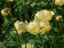 Trollblume 'Cheddar' -Günstiges Garten Zart Geschäft trollblume cheddar m107569 w 1