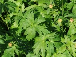 Trollblume 'Cheddar' -Günstiges Garten Zart Geschäft trollblume cheddar m107569 w 3