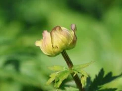 Trollblume 'Cheddar' -Günstiges Garten Zart Geschäft trollblume cheddar m107569 w 4