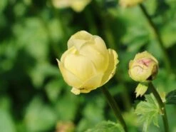 Trollblume 'Cheddar' -Günstiges Garten Zart Geschäft trollblume cheddar m107569 w 5