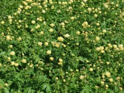 Trollblume 'Cheddar' -Günstiges Garten Zart Geschäft trollblume cheddar m107569 w 9