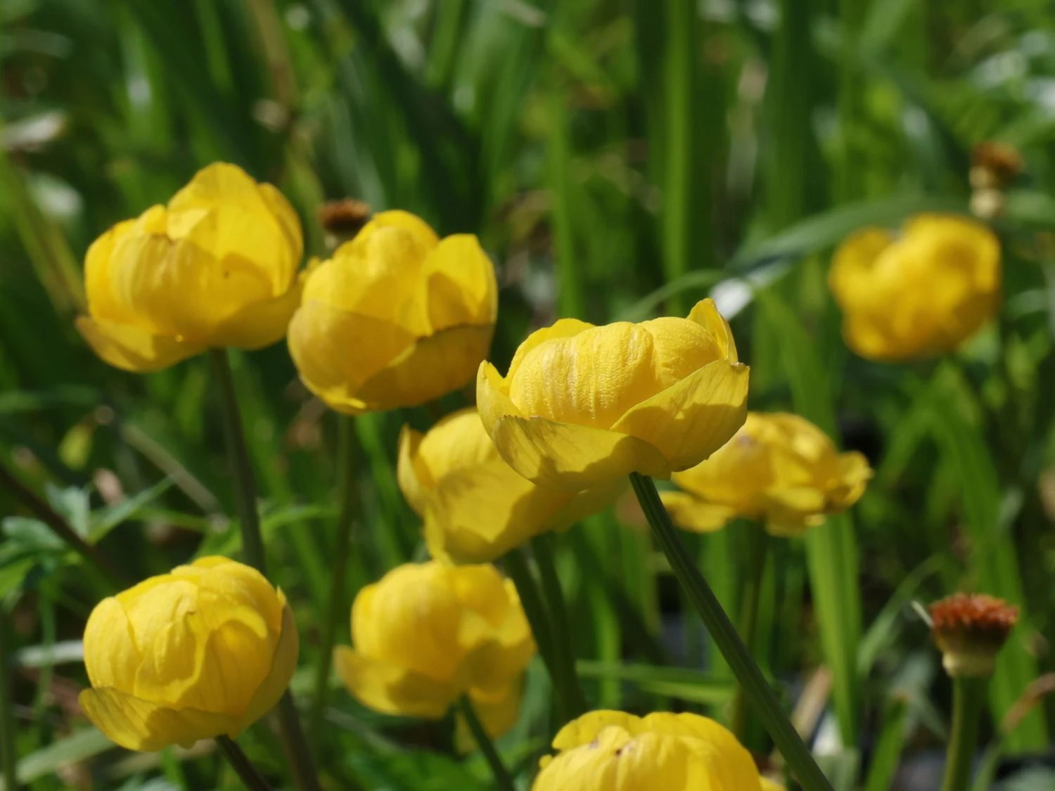 Trollblume 'Lemon Queen' 10 Trollblume 'Lemon Queen' – Bild 8