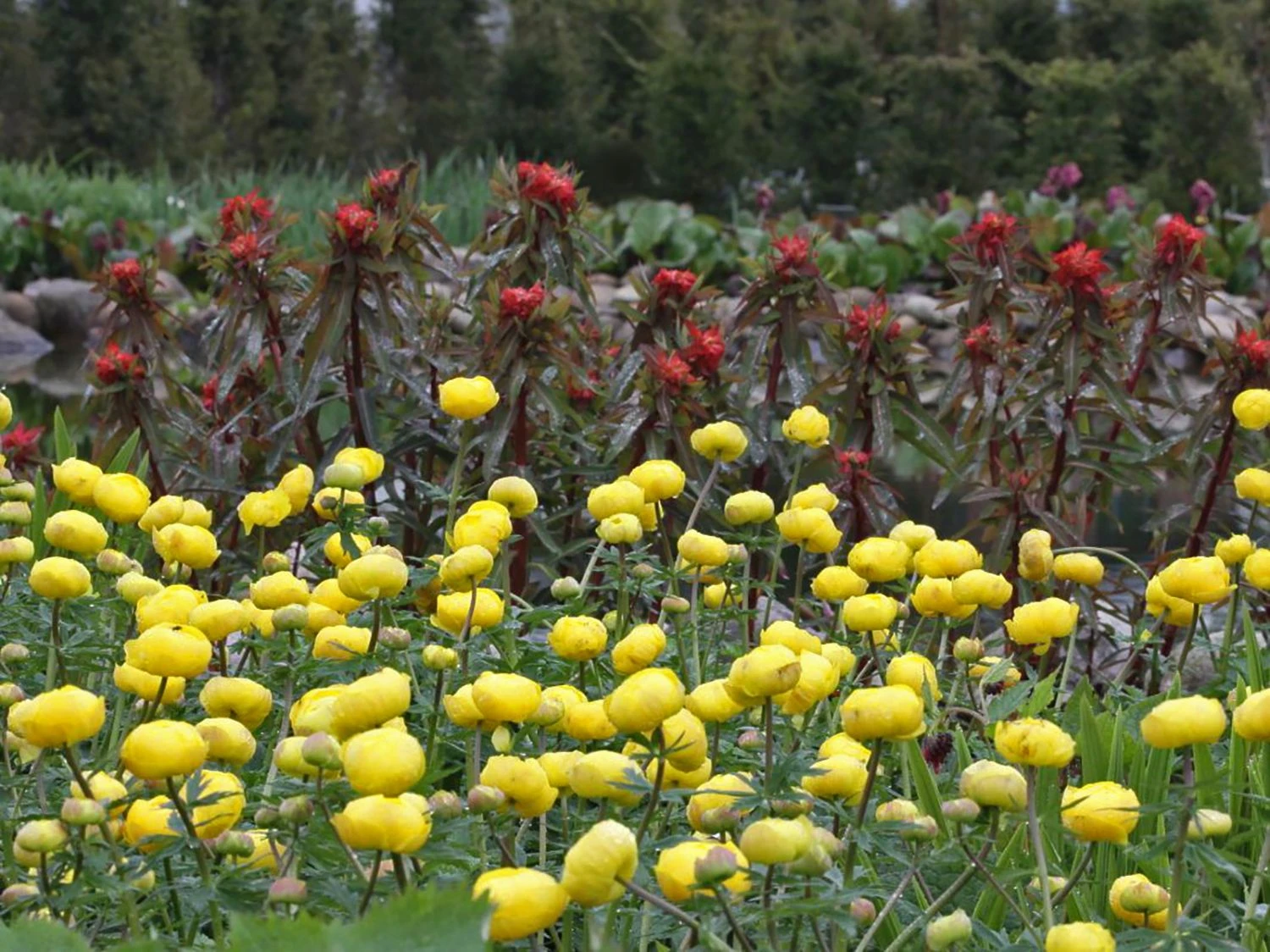 Trollblume 'Lemon Queen' 4 Trollblume 'Lemon Queen' – Bild 2