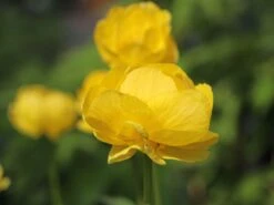 Trollblume 'Lemon Queen' 14 Trollblume 'Lemon Queen' -Günstiges Garten Zart Geschäft trollblume lemon queen m076285 w 2