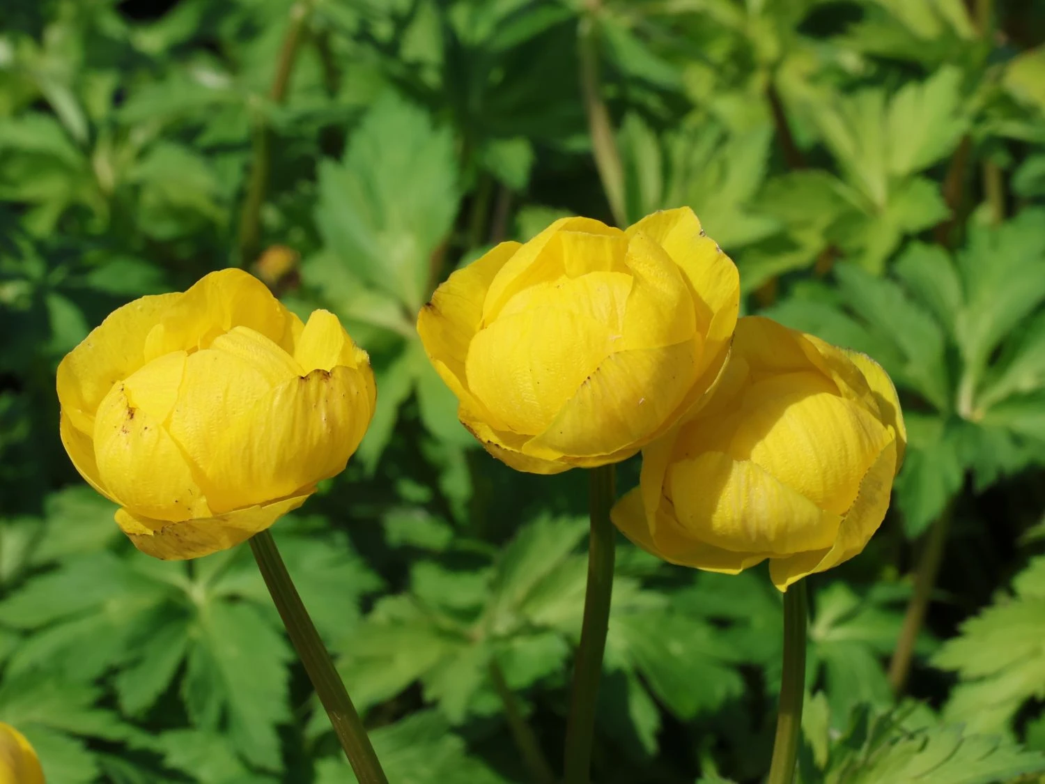 Trollblume 'Lemon Queen' 11 Trollblume 'Lemon Queen' – Bild 9