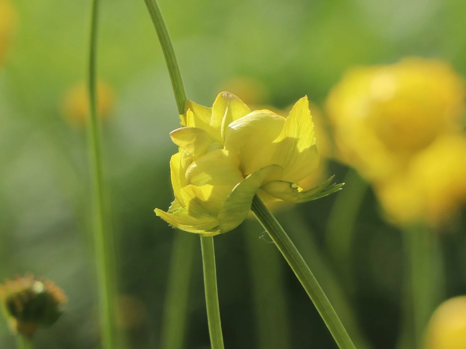 Trollblume 'Lemon Queen' 7 Trollblume 'Lemon Queen' – Bild 5