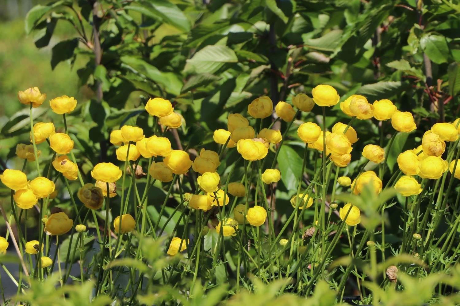 Trollblume 'Lemon Queen' 5 Trollblume 'Lemon Queen' – Bild 3