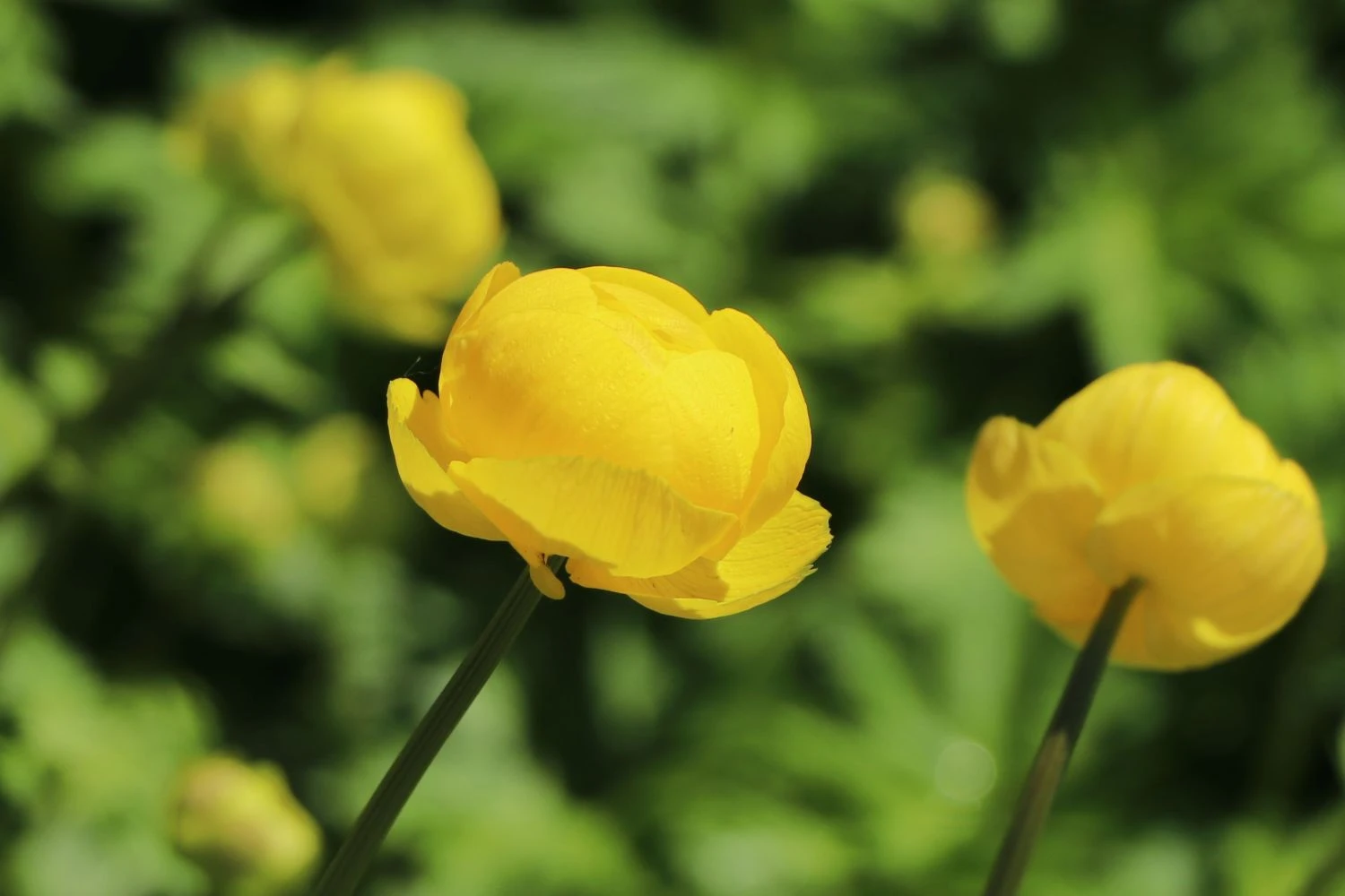 Trollblume 'Lemon Queen' 9 Trollblume 'Lemon Queen' – Bild 7