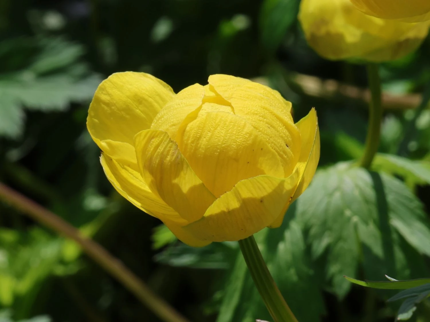 Trollblume 'Lemon Queen' 8 Trollblume 'Lemon Queen' – Bild 6