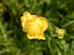 Europäische Trollblume -Günstiges Garten Zart Geschäft trollblume m003064 w 0