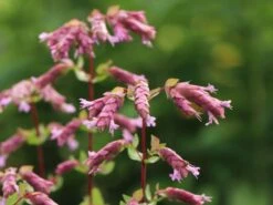 Türkischer Majoran 'Bristol Cross' -Günstiges Garten Zart Geschäft tuerkischer majoran bristol cross m059779 w 0