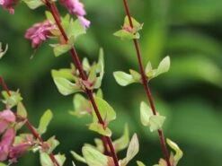 Türkischer Majoran 'Bristol Cross' -Günstiges Garten Zart Geschäft tuerkischer majoran bristol cross m059779 w 2
