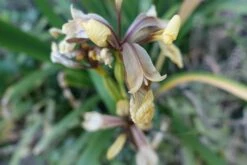 Übelriechende Schwertlilie / Gladwin / Gladdon -Günstiges Garten Zart Geschäft uebelriechende schwertlilie gladwin gladdon m083920 963789 0