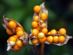 Übelriechende Schwertlilie / Gladwin / Gladdon -Günstiges Garten Zart Geschäft uebelriechende schwertlilie m083920 w 1