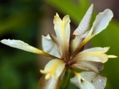 Übelriechende Schwertlilie / Gladwin / Gladdon -Günstiges Garten Zart Geschäft uebelriechende schwertlilie m083920 w 2