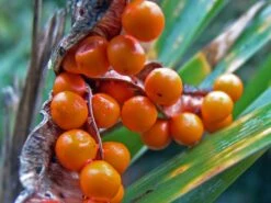 Übelriechende Schwertlilie / Gladwin / Gladdon -Günstiges Garten Zart Geschäft uebelriechende schwertlilie m083920 w 3