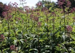 Veränderte Flammenblume 'Natural Feelings' ® -Günstiges Garten Zart Geschäft veraenderte flammenblume natural feelings m059925 w 1